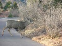 Nevada Trucking Lawyers Mills & Associates 702-240-6060